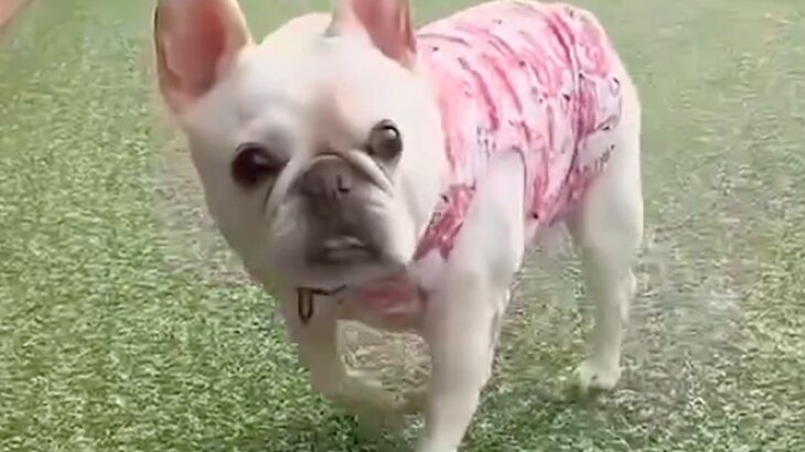 『犬がパパとママどっちに向かってくるか』勝負をした結果…絶対に勝ちたいパパが取った『せこすぎる秘策』が105万再生「目輝いてるｗ」と爆笑(ブログ)