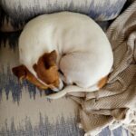 犬が『丸まって眠る』心理3選　体を小さく丸める理由や見逃してはいけない危険な症状まで(ブログ)