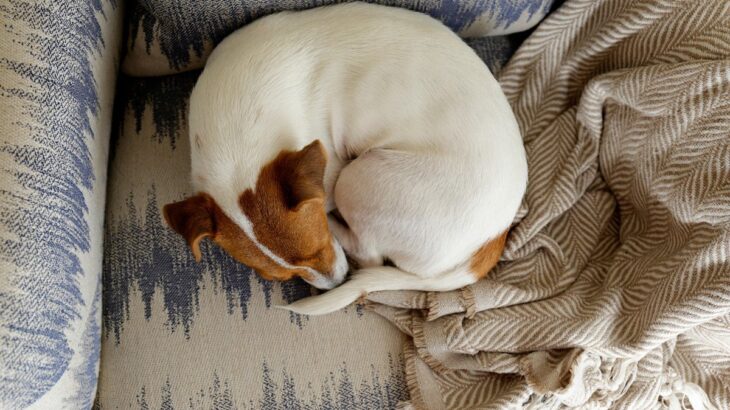 犬が『丸まって眠る』心理3選　体を小さく丸める理由や見逃してはいけない危険な症状まで(ブログ)
