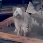 能登半島地震の津波で崩壊した家の中『家族の帰りを待ち続けた犬』→保護は難航して…涙腺崩壊する結末が20万再生「家を守ってたんだね」と感動(ブログ)