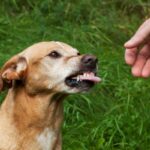 犬が『人を好き嫌い』するときの4つの心理　好みが分かれる理由から仲良くなるためのコツまで(ブログ)