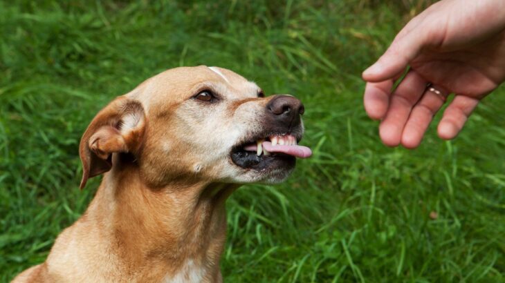 犬が『人を好き嫌い』するときの4つの心理　好みが分かれる理由から仲良くなるためのコツまで(ブログ)