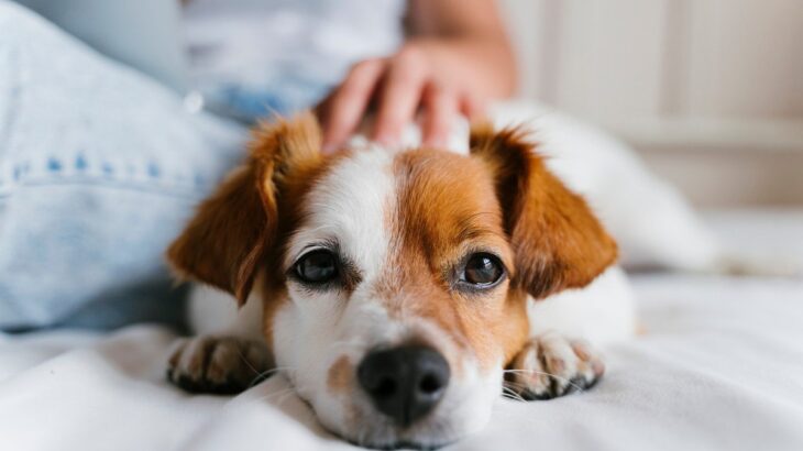 『我慢しがちな犬』の特徴3つ　愛犬からのサインに気付くために知っておくべきこととは(ブログ)