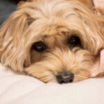 犬が『痛み』を感じているときにみせる仕草や行動5選　重症化の可能性がある危険な症状とは(ブログ)