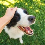 あなたも経験ある？愛犬を『賢い』を感じる瞬間7選(ブログ)