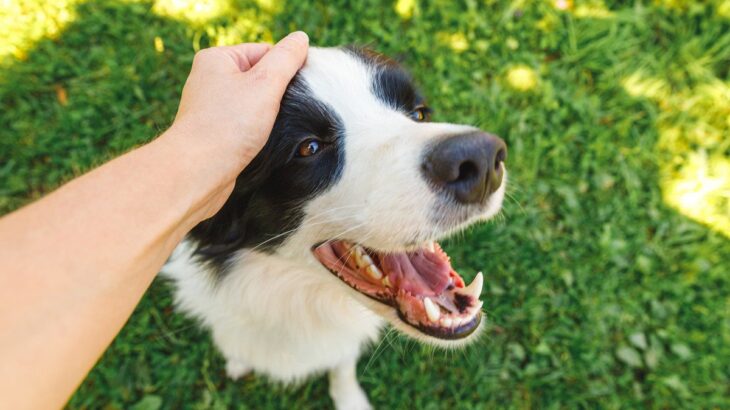 あなたも経験ある？愛犬を『賢い』を感じる瞬間7選(ブログ)