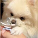 赤ちゃんのおしゃぶりを欲しそうにしていた犬→新品をあげてみたら…『尊さ限界突破の光景』が148万再生「可愛すぎてスマホ食った」「悶絶」(ブログ)