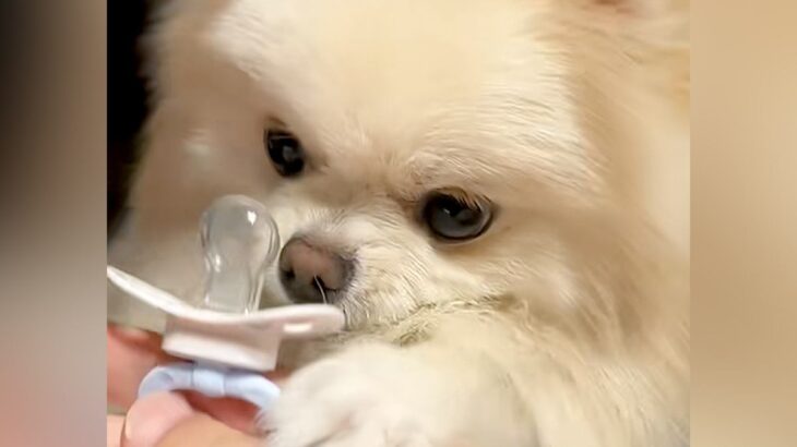 赤ちゃんのおしゃぶりを欲しそうにしていた犬→新品をあげてみたら…『尊さ限界突破の光景』が148万再生「可愛すぎてスマホ食った」「悶絶」(ブログ)