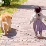赤ちゃんの頃から大型犬たちと一緒に育ってきた女の子…涙が出るほど尊い『6年間の軌跡』が5万再生　絆感じる数々の光景に思わず感動(ブログ)