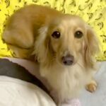 『いいのかな…？』元保護犬が見つめてくると思ったら、次の瞬間…悶絶必至の『はじめて飼い主に甘えた瞬間』が22万再生「泣いちゃう」と感動(ブログ)
