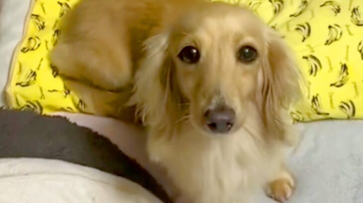 『いいのかな…？』元保護犬が見つめてくると思ったら、次の瞬間…悶絶必至の『はじめて飼い主に甘えた瞬間』が22万再生「泣いちゃう」と感動(ブログ)