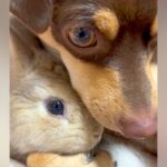 ウサギに『遊ぼう』と誘われた犬→でも眠たくて…まさかの方法で『寝かしつける光景』が33万再生「仲良し過ぎて感動」「可愛すぎる」と悶絶の声(ブログ)