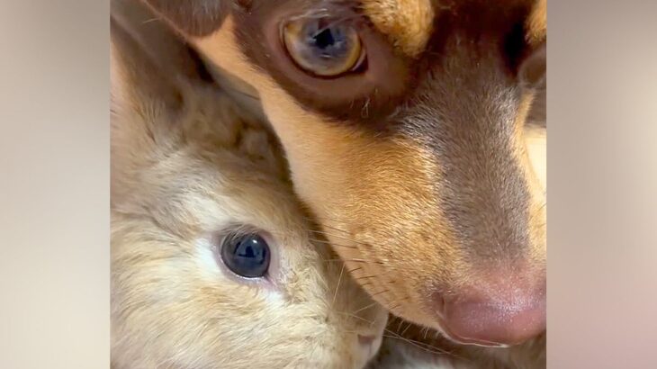 ウサギに『遊ぼう』と誘われた犬→でも眠たくて…まさかの方法で『寝かしつける光景』が33万再生「仲良し過ぎて感動」「可愛すぎる」と悶絶の声(ブログ)