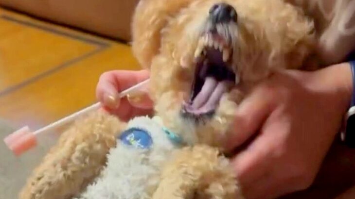 歯磨きが大嫌いな犬→お母さんが膝に乗せたら…ブチギレながら文句を言う『愉快な攻防戦』が29万再生「頑張れー！ｗ」「ぬいぐるみが怒ってる」(ブログ)