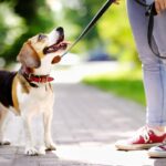 犬の散歩バイトの始め方完全ガイド！未経験からの探し方と注意点(ブログ)