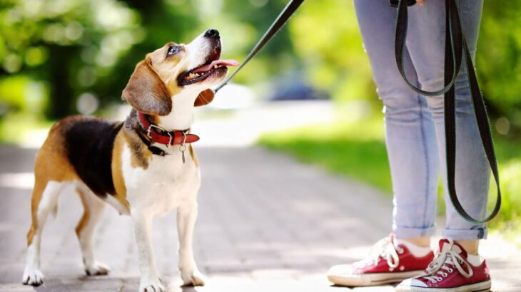 犬の散歩バイトの始め方完全ガイド！未経験からの探し方と注意点(ブログ)