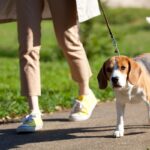 犬との『日中の散歩』危険な時期はいつから？気温が上がり始める季節で注意すべきこと(ブログ)