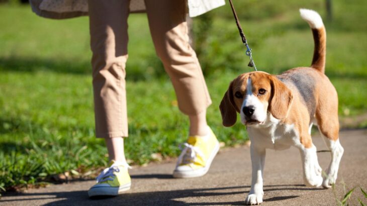 犬との『日中の散歩』危険な時期はいつから？気温が上がり始める季節で注意すべきこと(ブログ)