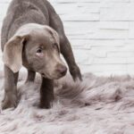 『臆病な犬』がみせるサイン4選　警戒心が強い性格になる要因や安心感を与える方法まで(ブログ)