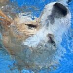 プールに入ろうとする犬→前のめりになりすぎて…思わず心配になる『まさかのハプニング』に2万いいね「助けなきゃってなるｗ」「可愛すぎ」(ブログ)