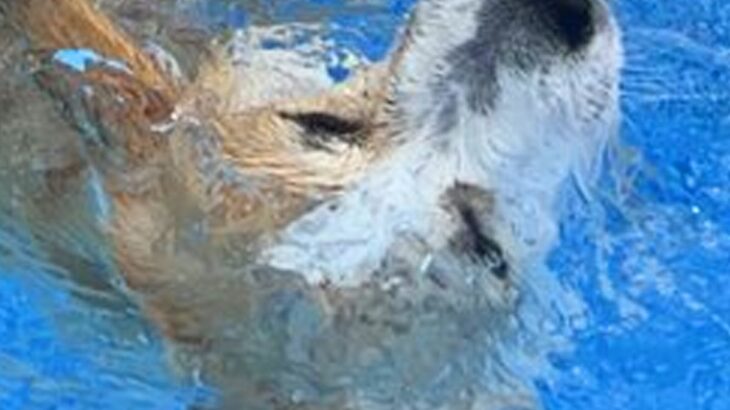 プールに入ろうとする犬→前のめりになりすぎて…思わず心配になる『まさかのハプニング』に2万いいね「助けなきゃってなるｗ」「可愛すぎ」(ブログ)