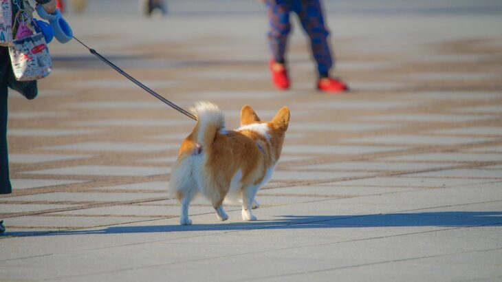 犬が『ゆっくり歩く』心理5選　ケガや病気で痛みを感じているときの症状まで(ブログ)