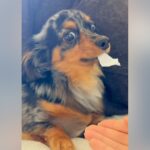 ティッシュを奪われたくなくてブチギレる犬→『オテ』をさせてみた結果…まさかの反応が20万再生「あるあるｗ」「お利口さんすぎ」と反響(ブログ)