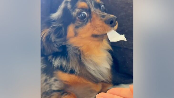 ティッシュを奪われたくなくてブチギレる犬→『オテ』をさせてみた結果…まさかの反応が20万再生「あるあるｗ」「お利口さんすぎ」と反響(ブログ)