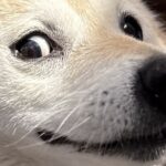 何気なく犬の写真を撮った結果→奇跡的に撮れた『アニメのような表情』が46万表示「キーホルダーにしたいレベル」「耳どこいったｗ」と爆笑(ブログ)