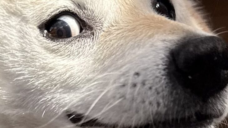 何気なく犬の写真を撮った結果→奇跡的に撮れた『アニメのような表情』が46万表示「キーホルダーにしたいレベル」「耳どこいったｗ」と爆笑(ブログ)