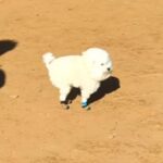 ドッグランで『激しい犬見知り』を発動した犬→思った以上に『守ってあげたくなる光景』と結末が64万再生「絶妙な間合いで草」「控えめ可愛い」(ブログ)