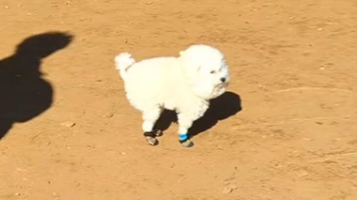 ドッグランで『激しい犬見知り』を発動した犬→思った以上に『守ってあげたくなる光景』と結末が64万再生「絶妙な間合いで草」「控えめ可愛い」(ブログ)