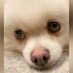 不安げな表情の『繁殖引退犬』を家族にお迎え…半年後→たっぷり愛情を受け育つ光景に涙「とても幸せそう」「素敵な家族に出会えてよかった」の声(ブログ)