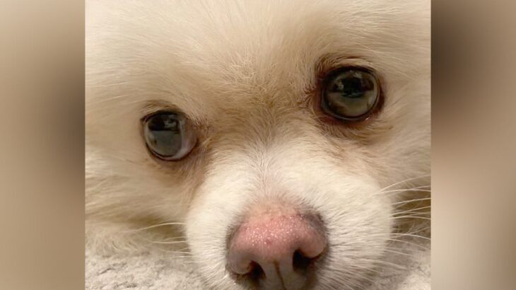 不安げな表情の『繁殖引退犬』を家族にお迎え…半年後→たっぷり愛情を受け育つ光景に涙「とても幸せそう」「素敵な家族に出会えてよかった」の声(ブログ)