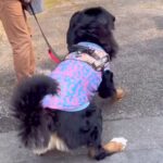 散歩中に『怪しいヤツ』を発見して吠える大型犬→異常に怖がるなと思ったら…『まさかの正体』に大爆笑「自分の方が大きいのにｗ」と30万再生(ブログ)