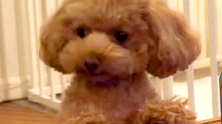 食事中に『トイレの報告』をしにきた犬→まるで『中に人が入っているかのような行動』が226万再生「ドヤ顔ｗｗ」「キリッとしてて草」の声(ブログ)
