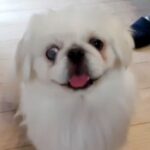 『目が飛び出ているから、売り物にならない』と手放された犬→手術を決意し…涙腺崩壊する『愛にあふれた現在の光景』に「良い犬生を」の声(ブログ)