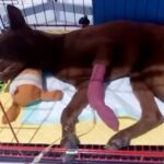 炎天下でロープに繋がれ放置された犬→病気の後遺症にも苦しみ…涙が止まらない『現在の光景』が447万再生「感動した」「胸が痛い」の声(ブログ)