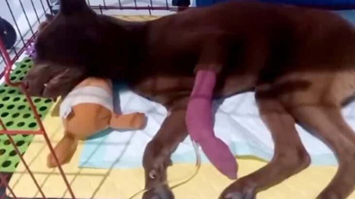 炎天下でロープに繋がれ放置された犬→病気の後遺症にも苦しみ…涙が止まらない『現在の光景』が447万再生「感動した」「胸が痛い」の声(ブログ)