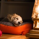 犬が『熟睡できる環境』とは？愛犬にとって快適な寝床をつくるポイントまで(ブログ)