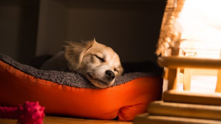 犬が『熟睡できる環境』とは？愛犬にとって快適な寝床をつくるポイントまで(ブログ)