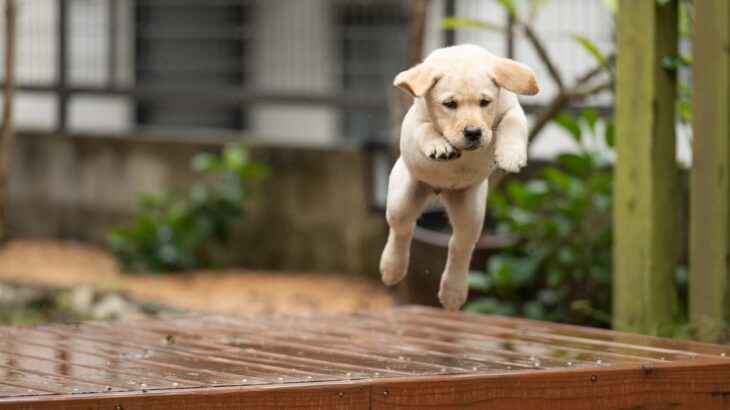 子犬を危険にさらしてしまうタブー行為３つ　愛犬の命を守るために知っておくべきこととは(ブログ)