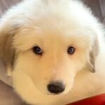 『超大型犬を軽い気持ちで飼ってはいけない理由』赤ちゃん時代から４年後の『衝撃的なビフォーアフター』が265万再生「デカすぎてビックリ」(ブログ)