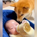 『赤ちゃんが生まれた』最初は戸惑っていた犬→共に生活するうちに…優しい世界すぎる『関係性の変化』が179万再生「立派なベビーシッター」(ブログ)