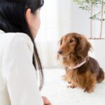 犬が飼い主に『文句』を言っているサイン5選　どんなことに不満を抱くの？愛犬からの訴えに対する正しい対応とは(ブログ)