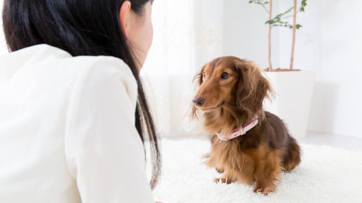 犬が飼い主に『文句』を言っているサイン5選　どんなことに不満を抱くの？愛犬からの訴えに対する正しい対応とは(ブログ)