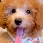 『最終的に顔周りの毛の色になる』と言われた子犬…１年後→『完全に別犬のように変化した姿』に「ダッフィーみたい」「こんな変化するの？」の声(ブログ)