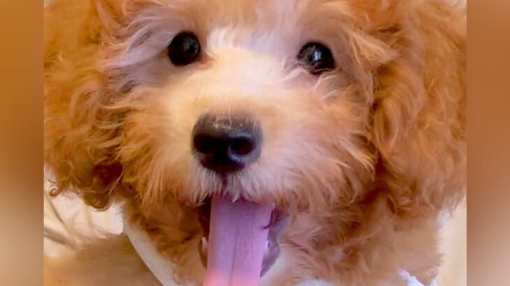 『最終的に顔周りの毛の色になる』と言われた子犬…１年後→『完全に別犬のように変化した姿』に「ダッフィーみたい」「こんな変化するの？」の声(ブログ)
