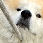 散歩中に動かなくなった秋田犬→根比べで繰り広げられた『攻防戦』に4万いいね集まる「強敵で笑った」「力比べは勝ち目がないかもｗ」と爆笑(ブログ)
