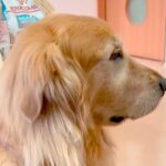 動物病院で自分の順番を不安そうに待つ大型犬…診察後→別犬のような『あからさま過ぎる変化』が18万再生「ドヤ顔可愛すぎｗ」「人間も同じ」(ブログ)